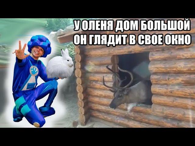 У оленя дом большой | Фиксики  | Детские песни | Танцы для детей