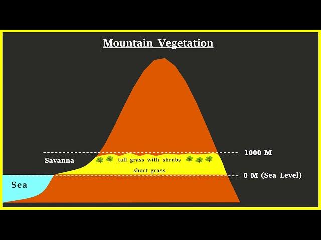 Mountain Vegetation