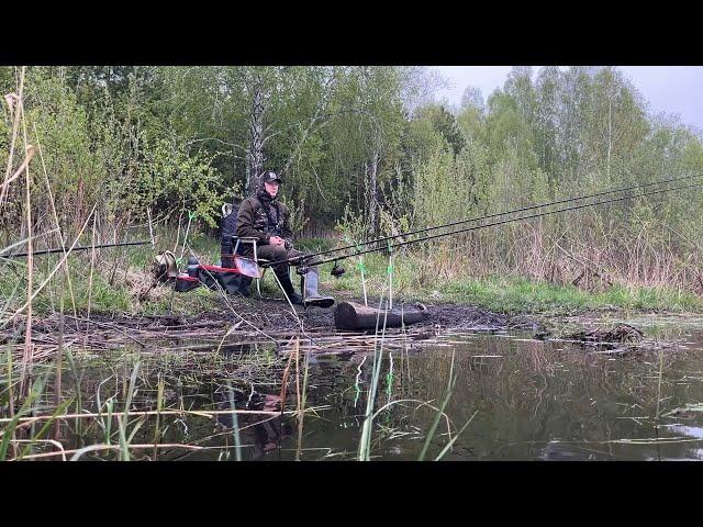 Вот это лапти! Чуть не утащили удочку в реку.. Фидерная рыбалка на реке. #рыбалка #2025 #фидер #река