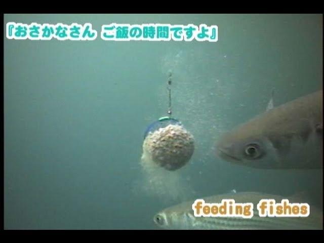 釣り場で見た魚の捕食シーン特集　怒涛の120個【水中カメラ映像】Feeding Fishes