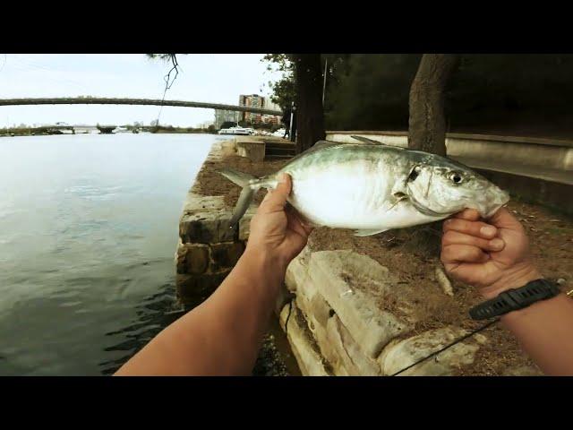 Trevally on Soft Plastics