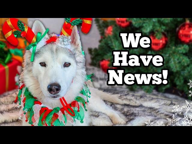 My Husky Has A BIG Surprise Holiday Christmas Card Exchange 2024