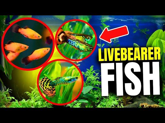 Why Livebearer Aquarium Fish Are Great For Beginners...