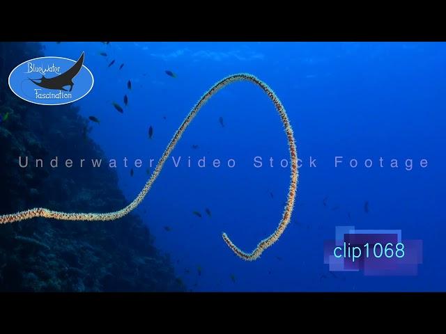 1068_White whip coral blue ocean. HD Underwater Royalty Free Stock Footage