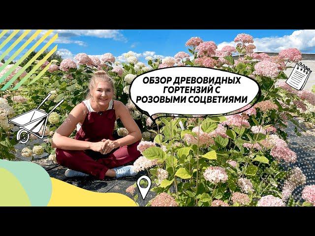 Гортензия | Гортензия древовидная | Сорта гортензии | Гортензия описание | @leskovo.pitomnik