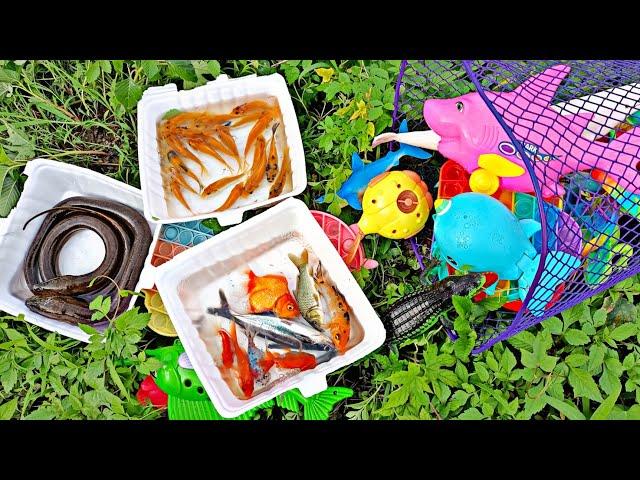 Find treasure box, goldfish, koi fish, ornamental fish, sea animal toys shark, pop it.part104