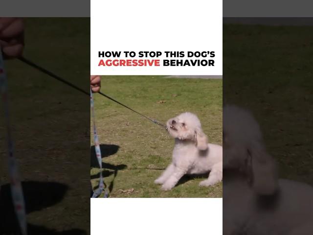 How to Stop a Dog’s aggressive behavior! #dog #cesarmillan #dogtrainer