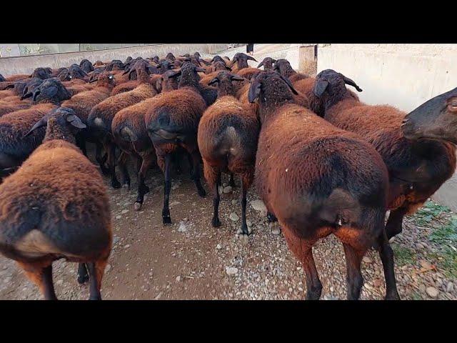 Hissar sheep for sale | Satılık Hissar koyunu | Gissar-Schafe zu verkaufen