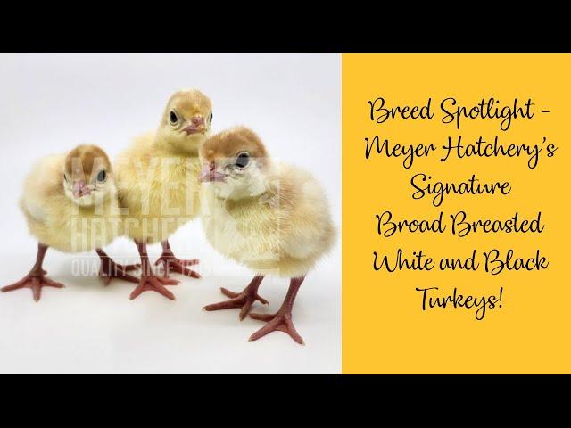 Breed Spotlight - Meyer Hatchery's Signature Broad Breasted Turkeys!