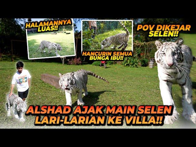 BAWA SELEN SI HARIMAU PUTIH PIKNIK KE VILLA ! SENENG BANGET LARI2 DI TEMPAT LUAS