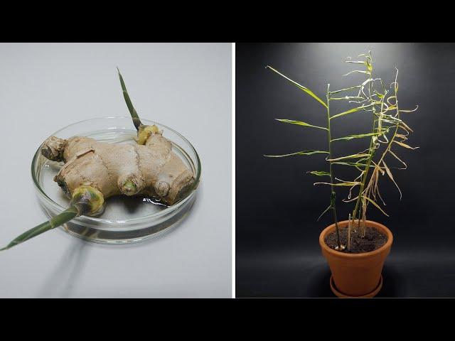 Growing GINGER Time-lapse - 173 days