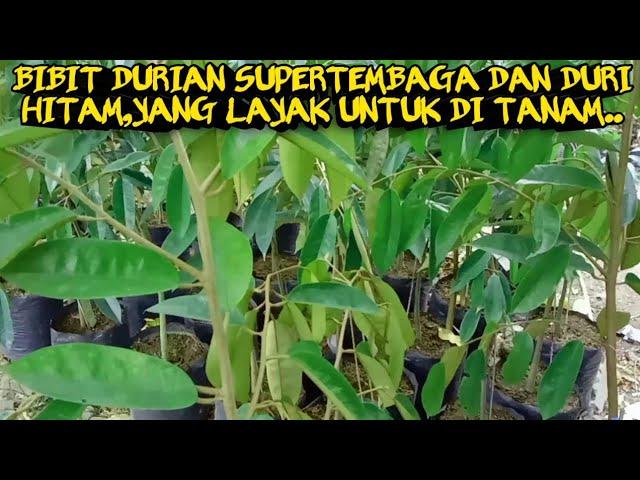 CIRI-CIRI BIBIT DURIAN SUPER TEMBAGA DAN DURI HITAM YANG LAYAK UNTUK DI TANAM