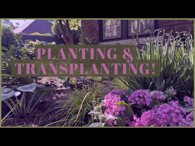 Planting Annuals! // Transplanting Perennials! 