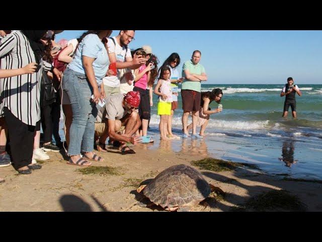 Tunisie : à Sfax, un centre de soins pour tortues de mer en danger