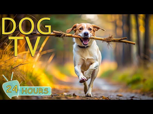 DOG TV for Dogs to Watch: Deeply Relaxing Video for Stress & Anxiety Relief for Dogs - Music for Dog