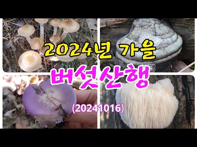 #2024년 가을 버섯산행(20241016)