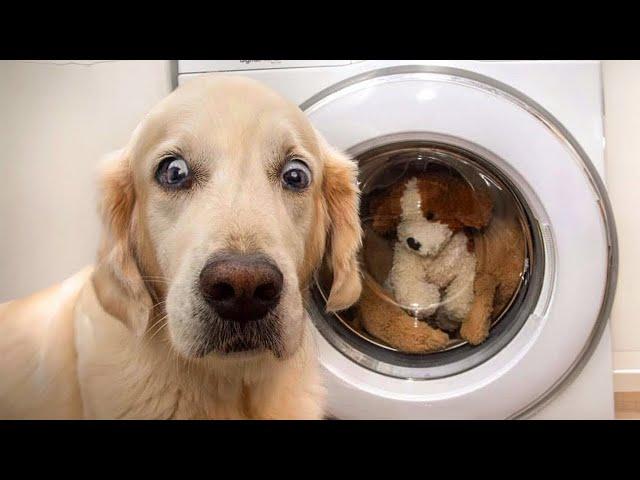 The Ultimate Funniest Golden Retriever  Funny Dog Videos 2024