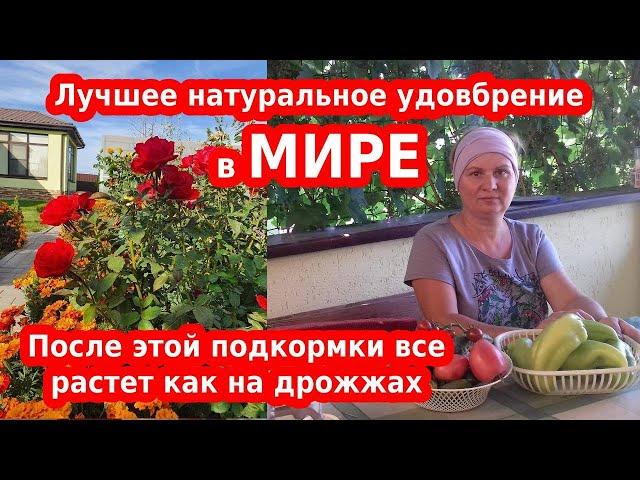 Лучшее удобрение своими руками: куриный помет все растет как на дрожжах