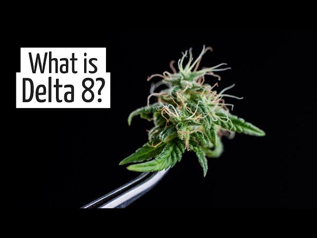 What Does Delta 8 Do? Marijuana for Beginners | Discover Marijuana