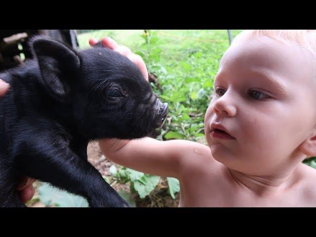  Farm Animals For Kids - BABY PIGS!