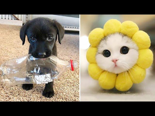 Funniest Animals 2024  Best Funny Cats and Dogs  Part 30 | Cute Baby Dogs