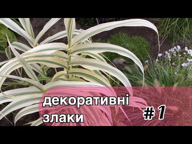 Декоративні злакові низькорослі трави Огляд з назвами