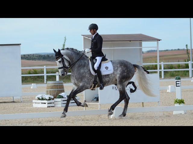 GUARNIZO YSB - PRE HORSE - 4 YEAR'S OLD !!