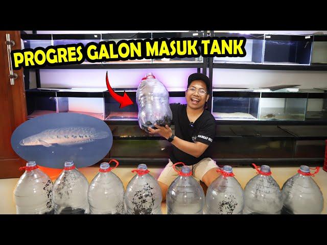 SADIS!! CHANNA 14 CM FULL CABUNG? ANGKAT PROGRES GALON PINDAH KE TANK BOS BOS QU