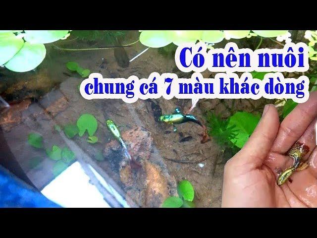 CÁ 7 MÀU KHÁC DÒNG NUÔI CHUNG ĐƯỢC KHÔNG? | Túc Thịnh