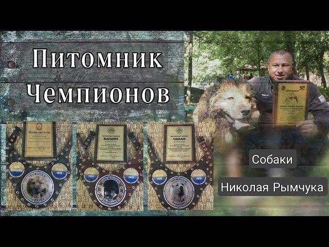 Питомник 100 алабаев / Собаки Рымчука 1 часть