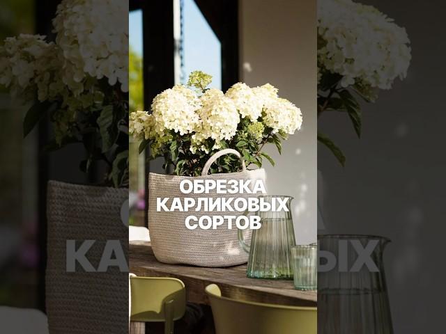 Как правильно обрезать карликовые сорта гортензий? Подробно в описании