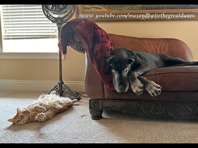 Thoughtful Cat Gets Up &  Closes The Blinds For Sleepy Great Dane