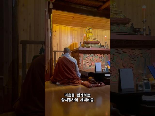 마음을 맑게하는 양백정사의 새벽예불  #홍대선원 #koreanbuddhism #justbetemple