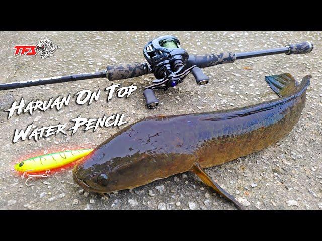 [TFS] TOP WATER ACTION! Solo fishing snakehead at Taman Jaya PJ | Ikan Haruan