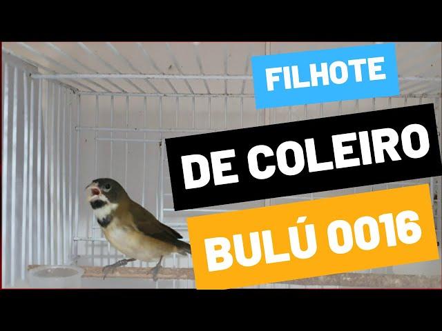 FILHOTES DE COLEIRO BULÚ 0016 | BULÚ PAPACAPIM