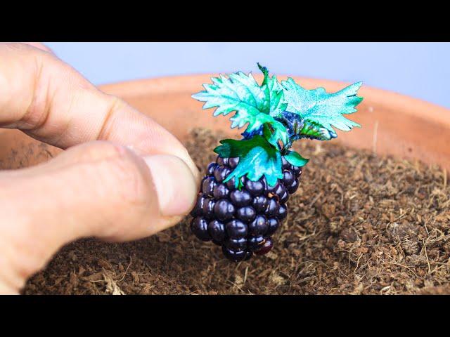 Blackberry Plant Growing From Seed (124 Days Time Lapse)