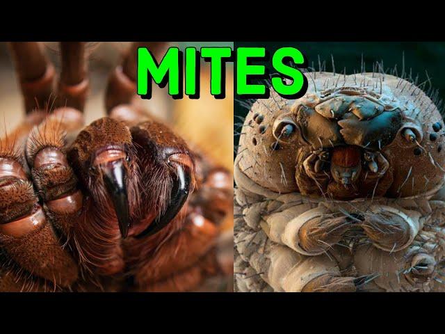 Tarantulas and Mites - What YOU Need to Know!