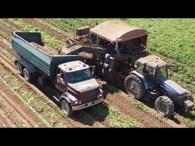 Potato Harvest for Frito-Lay Canada