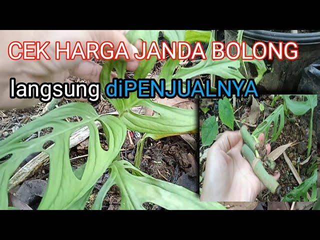 CEK HARGA LANGSUNG DI PENJUALNYA|HARGA JANDA BOLONG