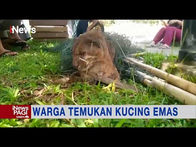 Warga di Solok Temukan Hewan Langka Kucing Emas, Petugas Damkar Bantu Evakuasi #iNewsPagi 22/12