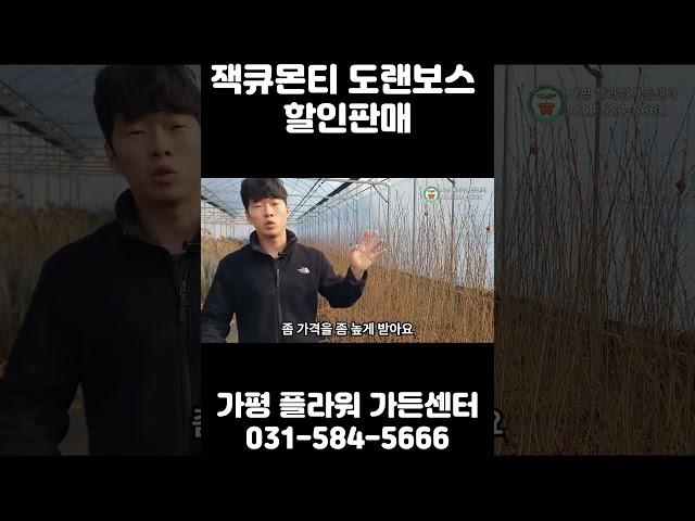 자작나무 1등 잭큐몬티 도랜보스를 이 가격에?! 