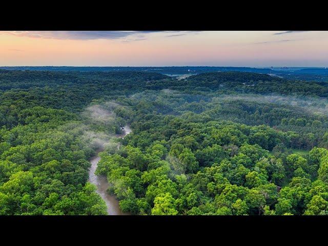 Amazon rainforest | Ecosystems