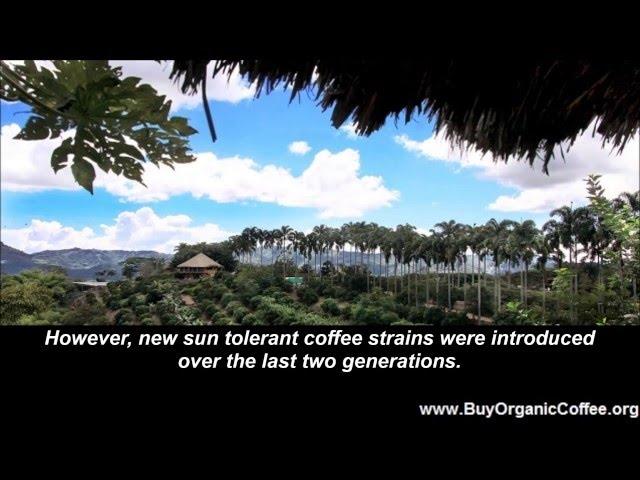 What Is Shade Grown Coffee?