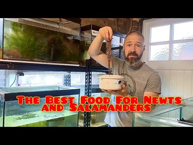 The No.1 Best Food For Newts and Salamanders