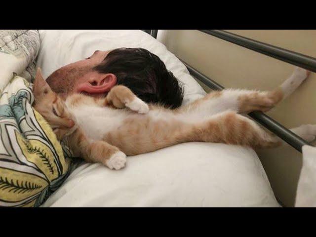 Most cutest and sweetest moments cat sleep on their human ️