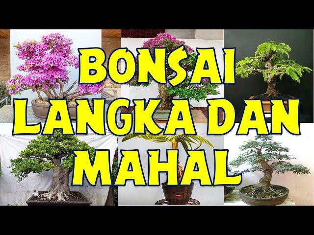 10 Jenis Pohon Bonsai Langka dan Berharga