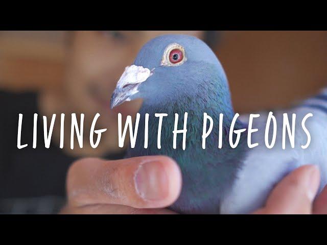 AVIARY TOUR - Meet my backyard pigeon flock!