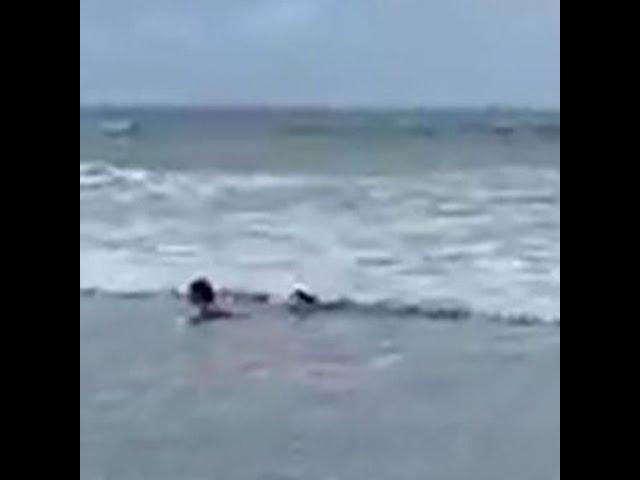 North Myrtle Beach shark startles girl swimming in ocean