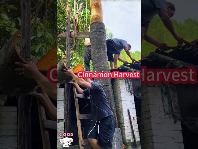 The 50-year-old cinnamon tree was skinned and  dry it, worth 3,000$。     50年的肉桂樹被剝皮割皮收穫，曬乾樹皮，價值3000元