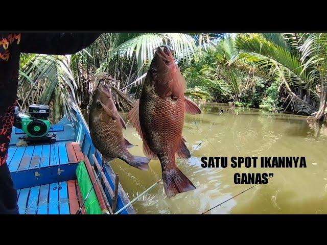 Ferocious predator "Paradise Mangrove jack. fishing snapper